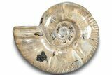 Polished Ammonite (Argonauticeras) Fossil - Madagascar #246209-1